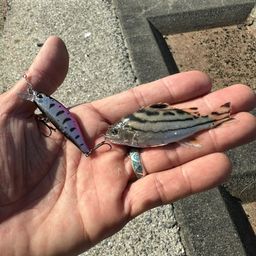 コトヒキ