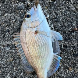マダイ