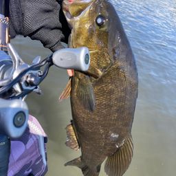 スモールマウスバス