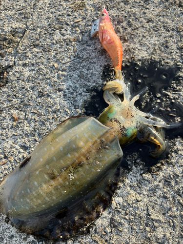 アオリイカの釣果