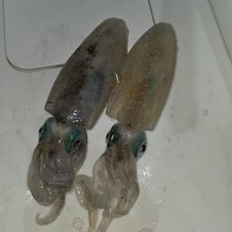 アオリイカ