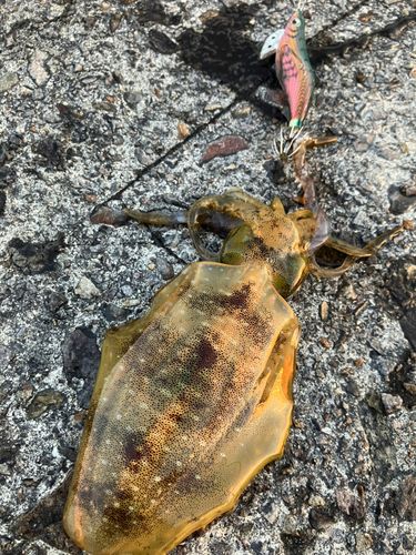 アオリイカの釣果