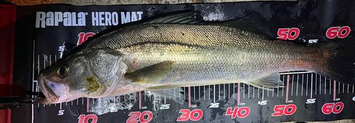 シーバスの釣果