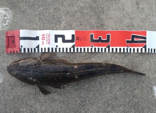 マゴチの釣果