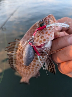 オオモンハタの釣果