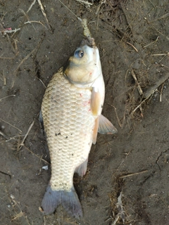 フナの釣果