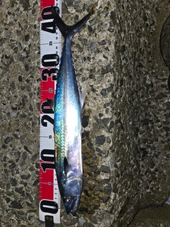 サゴシの釣果