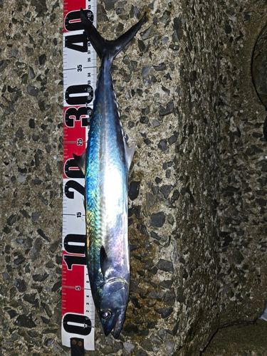 サゴシの釣果
