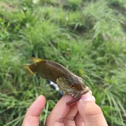 スモールマウスバス