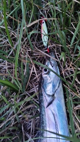タチウオの釣果
