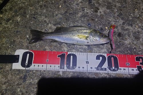 セイゴ（マルスズキ）の釣果