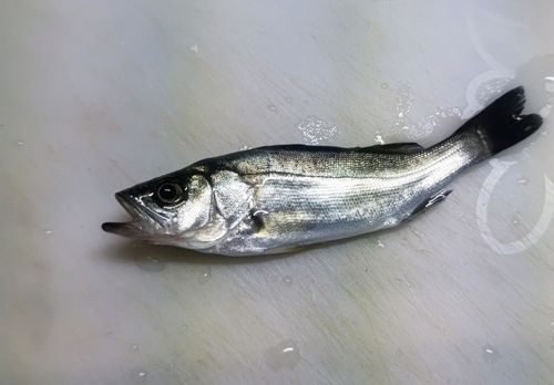 セイゴ（マルスズキ）の釣果
