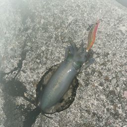 アオリイカ