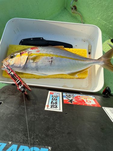 ネリゴの釣果