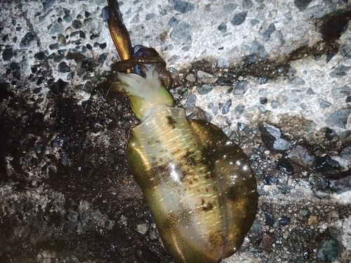 アオリイカの釣果
