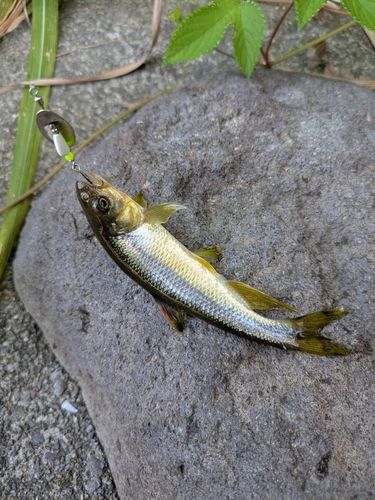 カワムツの釣果