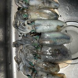 アオリイカ