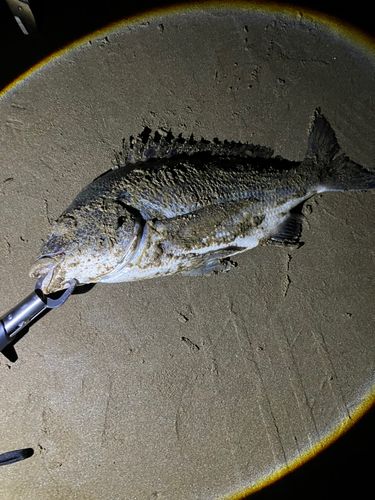 チヌの釣果