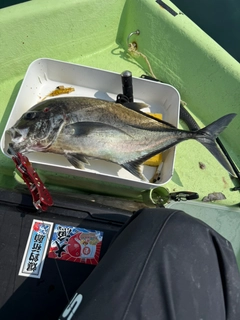 ギンガメアジの釣果