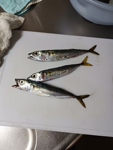 函館湾