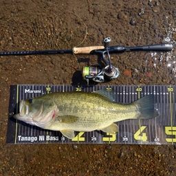 ラージマウスバス