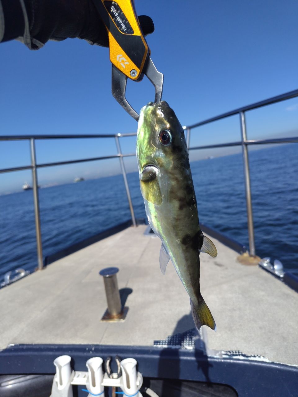 風のふ〜こ丸♂さんの釣果 3枚目の画像