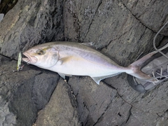 ネリゴの釣果