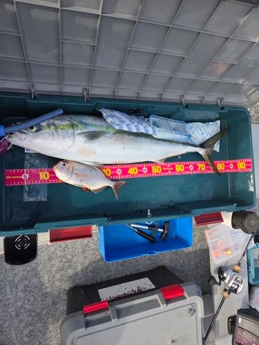 フクラギの釣果