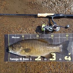 スモールマウスバス