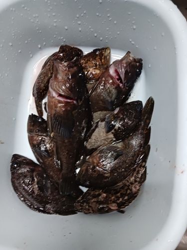 ソイの釣果