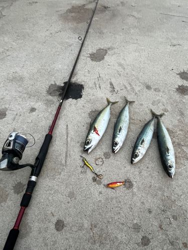 サバの釣果