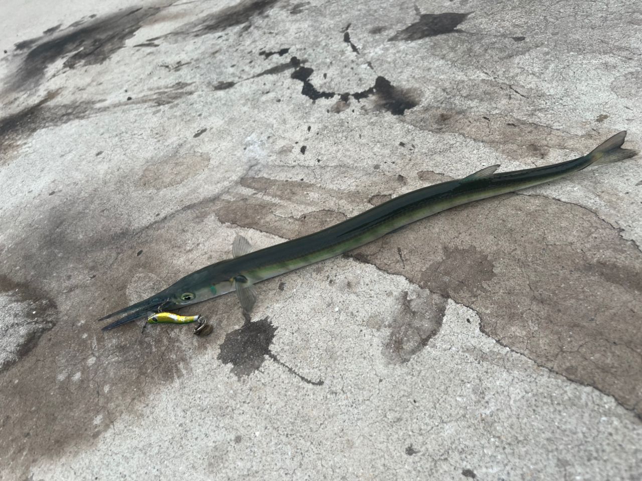 サバ