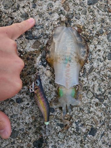 アオリイカの釣果