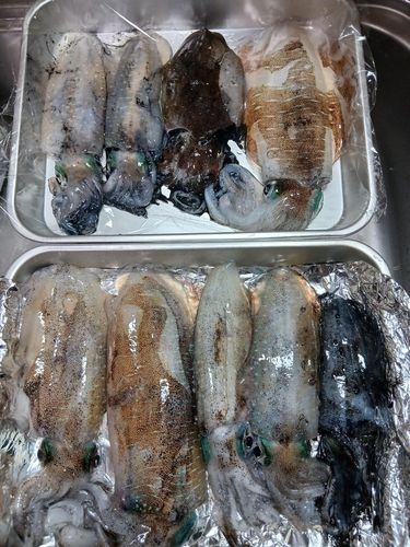 アオリイカの釣果