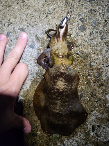 アオリイカの釣果