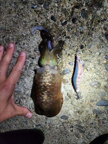 アオリイカの釣果