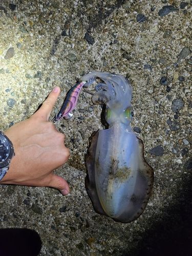 アオリイカの釣果