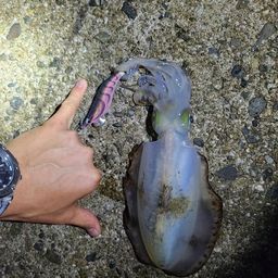 アオリイカ