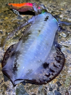 アオリイカの釣果