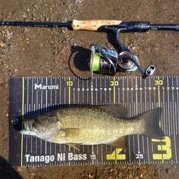 スモールマウスバス