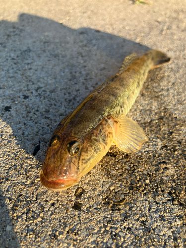 ハゼの釣果