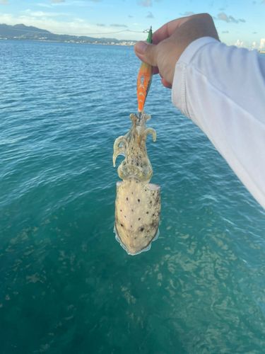 コブシメの釣果
