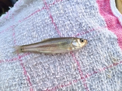 クチボソの釣果