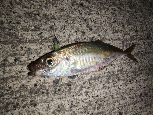 小名浜港市場前