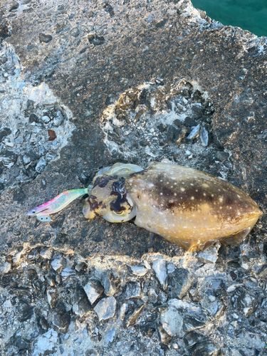コブシメの釣果