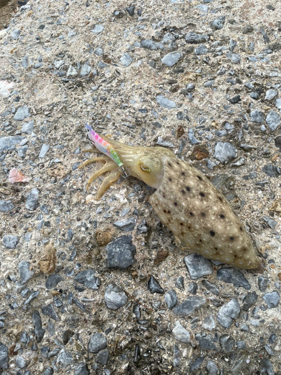 コブシメ