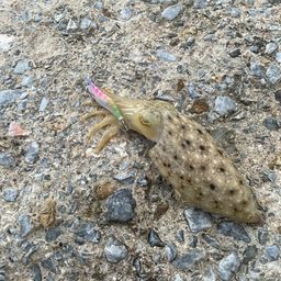 コブシメ