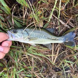 ラージマウスバス