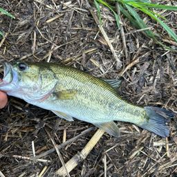 ラージマウスバス