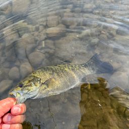 スモールマウスバス